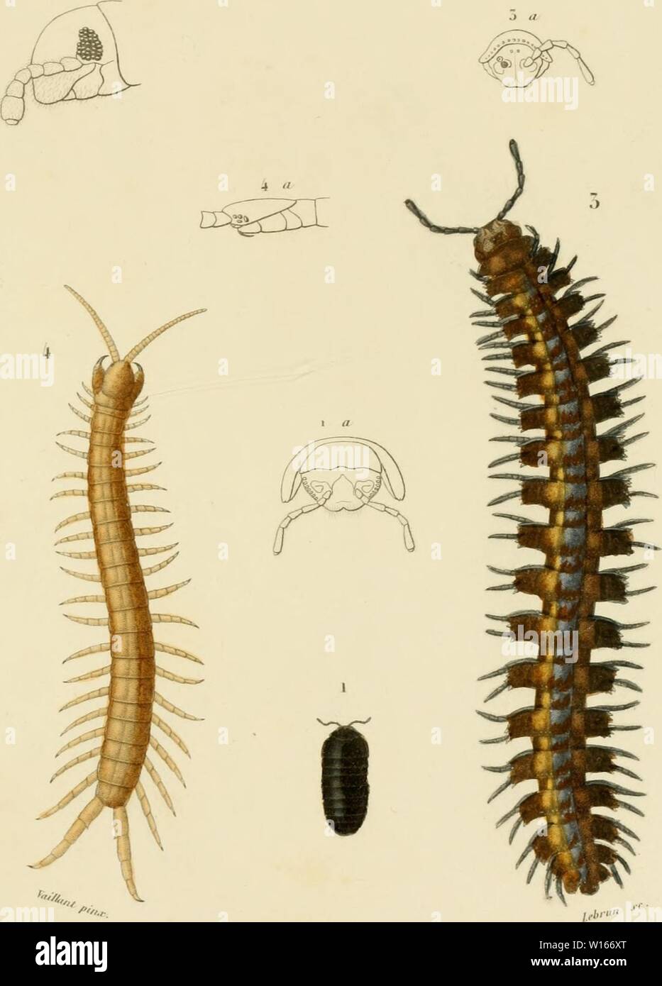 Image D Archive A Partir De La Page 222 Du Dictionnaire Universel D Histoire Naturelle D Atlas Dictionnaire Universel D Histoire Naturelle Atlas Dictionnaireun02orbi Annee 1861 L A Y R Fj F Tt