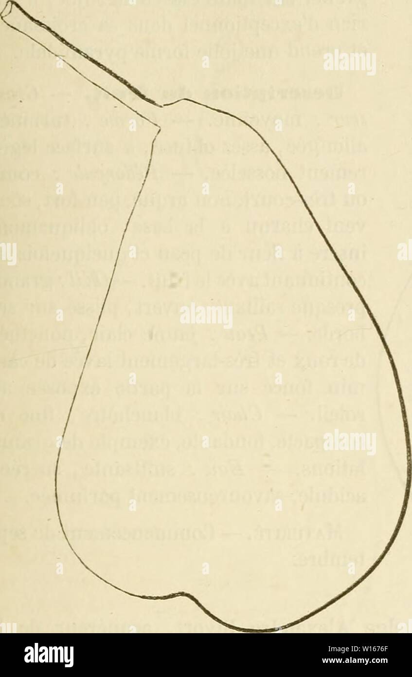 Image d'archive à partir de la page 224 du Dictionnaire de mairie (Kiel), contenant l'histoire,. Dictionnaire de mairie (Kiel), contenant l'histoire, la description, la figure des fruits anciens et des fruits modernes les plus gÂnÂralement dictionnairedepo cultivÂs et connus .02lero Année : 1867 âdut gÃnÃral peut [215] peut plus rapprochÃes, et les coussinets aplatis. - Yeux : Assez petits, appliquÃs ovoÃ¯des, in part contre le bois. Â Feuilles : petites, TRÀ¨s-peu abondantes, ovales-allongÃes dentÃes crÃnelÃes, faiblement ou, au long pÃtiole, fort et stipulÃ. Poire GÃnÃral. Caurobert FertilitÃ. - Convenable. Cult Banque D'Images