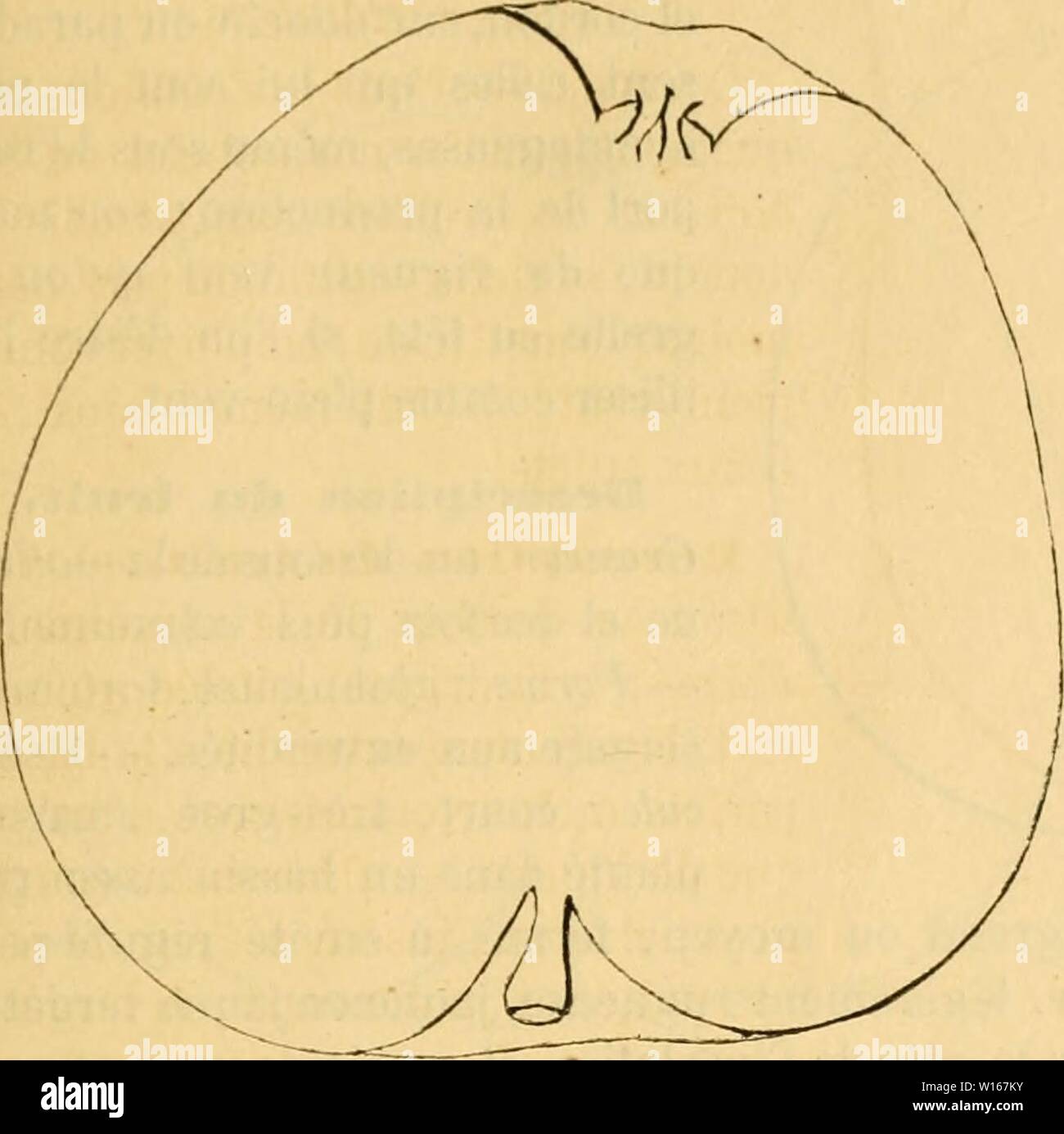 Image d'archive à partir de la page 226 du Dictionnaire de mairie (Kiel), contenant l'histoire,. Dictionnaire de mairie (Kiel), contenant l'histoire, la description, la figure des fruits anciens et des fruits modernes les plus gÂnÂralement dictionnairedepo cultivÂs et connus .03lero Année : 1867 CIEE 217¨trà s-petites, allongÃes, excessivement abondantes. Â Coussinets : peu saillants. - Yeux petits, coniques-obtus, plaquÃs sur l'Ãcorce Ãcailles soudÃes mal aux, et des plus duveteuses. Â Feuilles : peu nombreuses, petites, coriaces, ovales, vert jaunÃ¢tre en dessus, vert pomme Chestatee gri- stre. pn cevennes, cou Banque D'Images