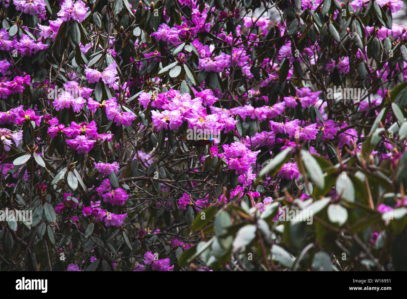 Le Sikkim Rhododendron Banque D'Images