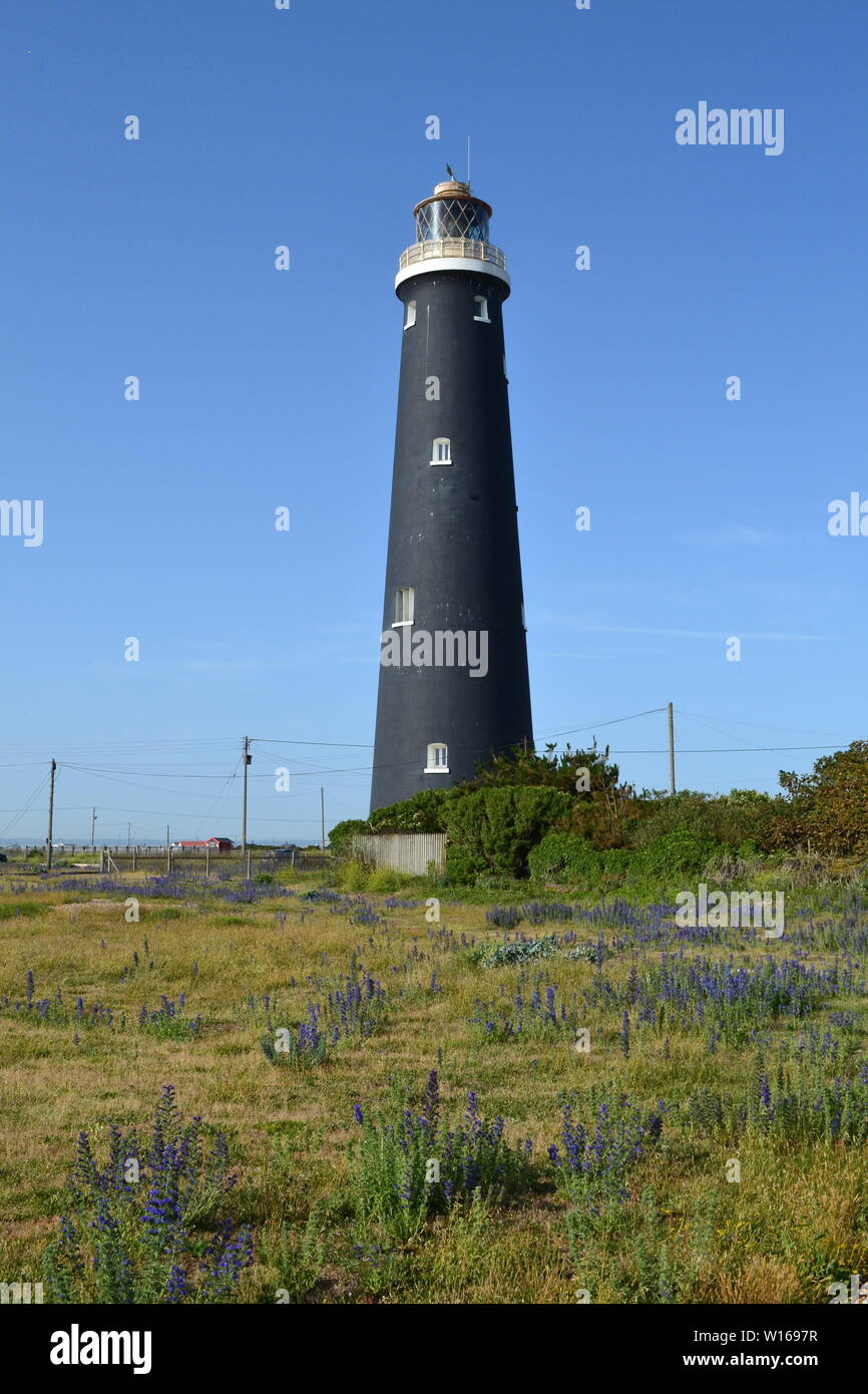 Anciens et nouveaux phares à Dungeness, Kent, fin juin sur une belle journée d'été avec de rewarewa de fleurs sauvages en pleine floraison. Banque D'Images