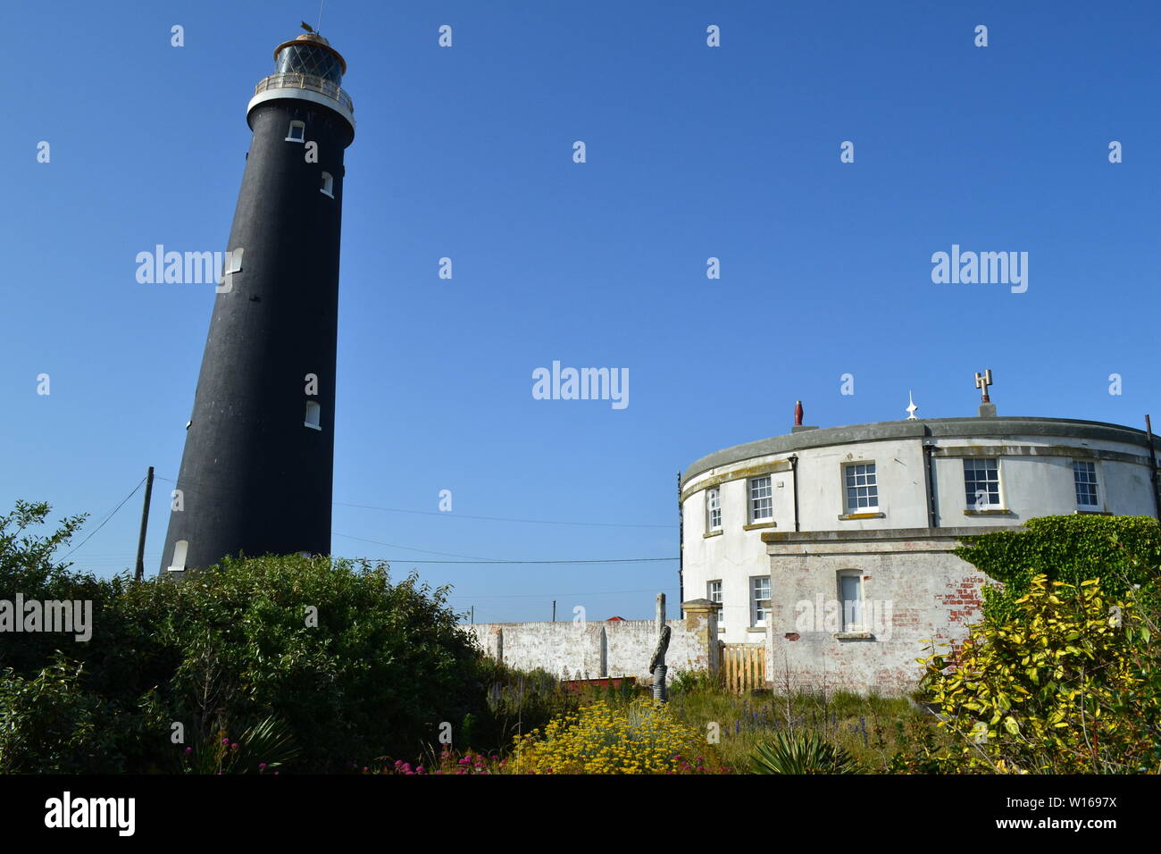 Anciens et nouveaux phares à Dungeness, Kent, fin juin sur une belle journée d'été avec de rewarewa de fleurs sauvages en pleine floraison. Banque D'Images