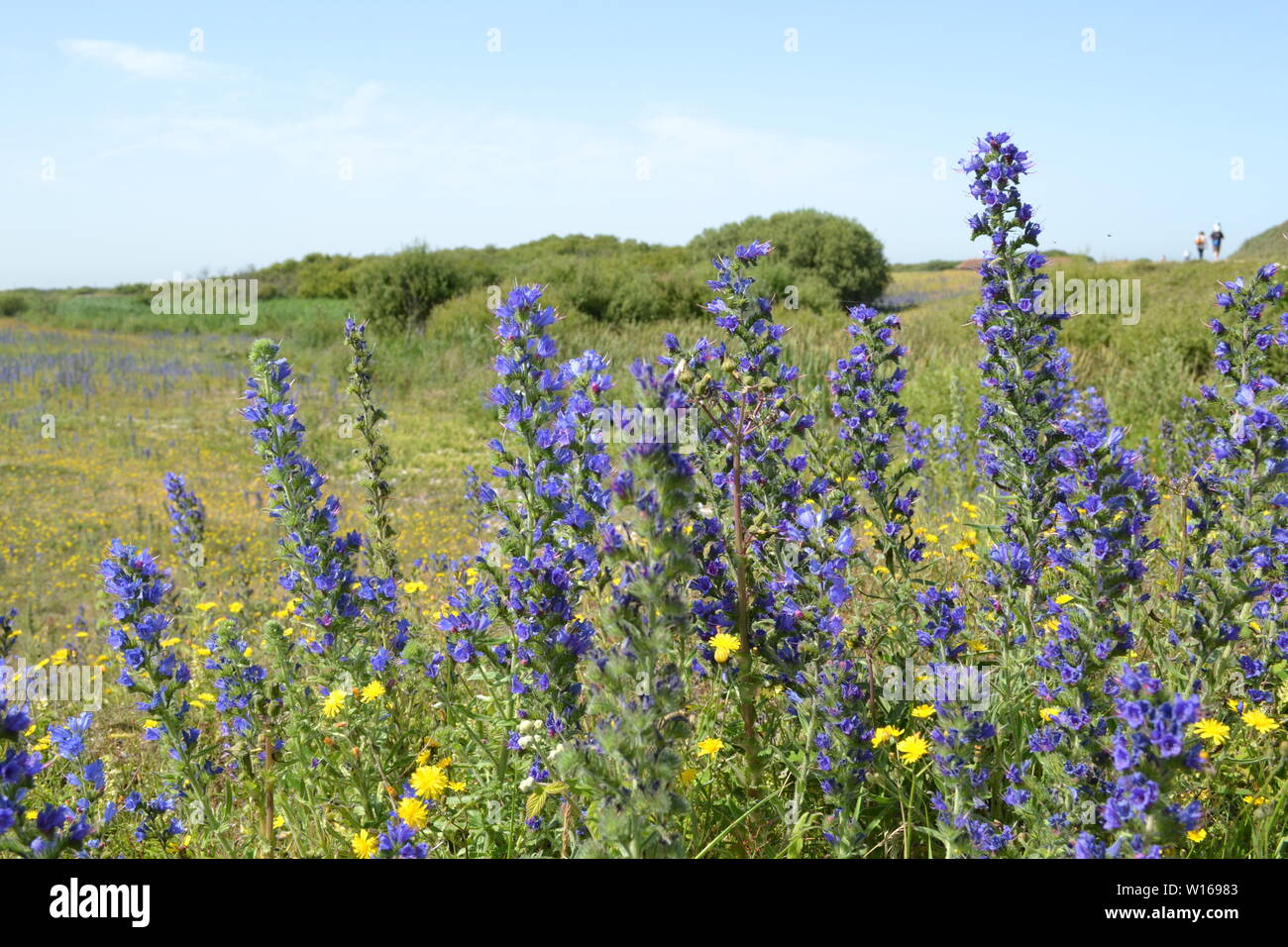 Anciens et nouveaux phares à Dungeness, Kent, fin juin sur une belle journée d'été avec de rewarewa de fleurs sauvages en pleine floraison. Banque D'Images