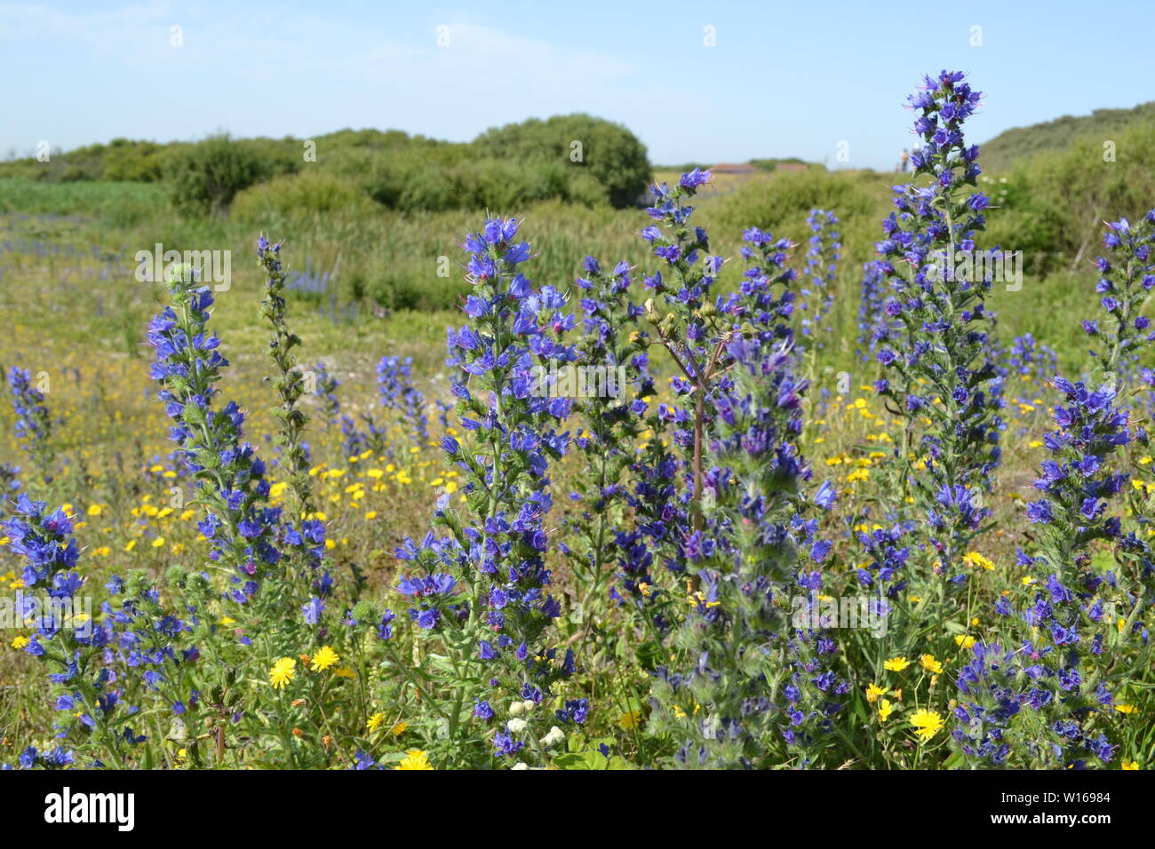 Anciens et nouveaux phares à Dungeness, Kent, fin juin sur une belle journée d'été avec de rewarewa de fleurs sauvages en pleine floraison. Banque D'Images