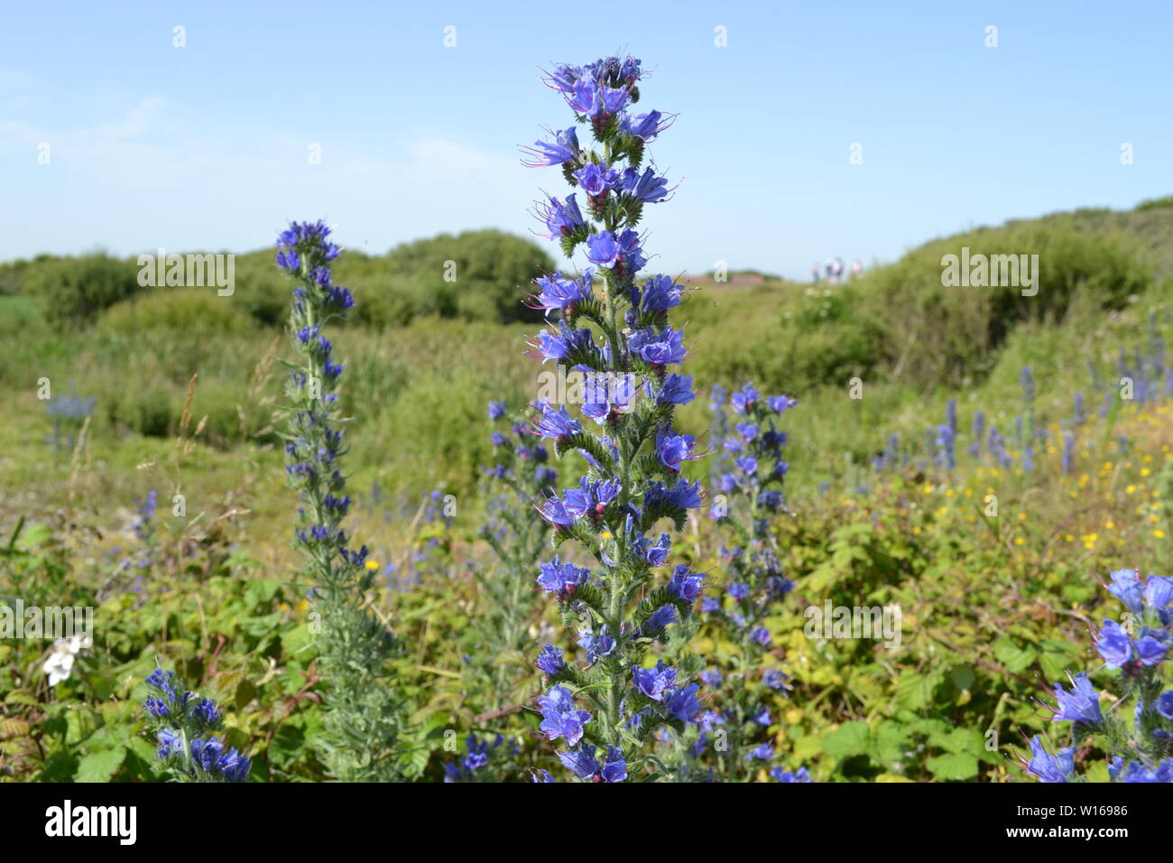 Anciens et nouveaux phares à Dungeness, Kent, fin juin sur une belle journée d'été avec de rewarewa de fleurs sauvages en pleine floraison. Banque D'Images