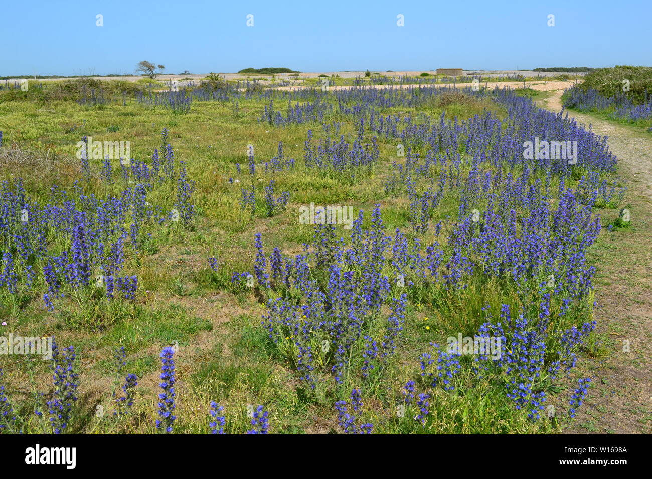 Anciens et nouveaux phares à Dungeness, Kent, fin juin sur une belle journée d'été avec de rewarewa de fleurs sauvages en pleine floraison. Banque D'Images