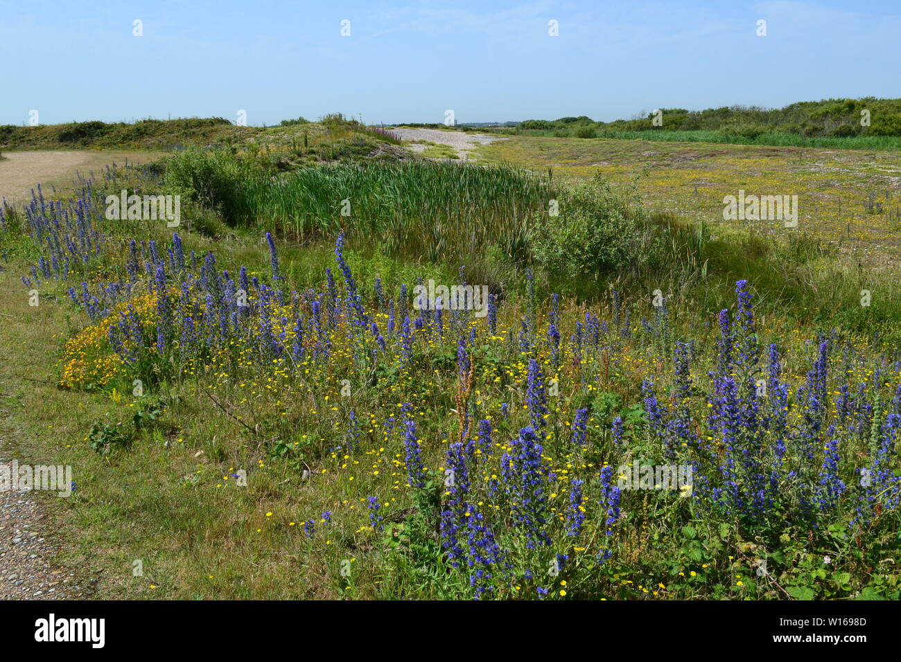 Anciens et nouveaux phares à Dungeness, Kent, fin juin sur une belle journée d'été avec de rewarewa de fleurs sauvages en pleine floraison. Banque D'Images