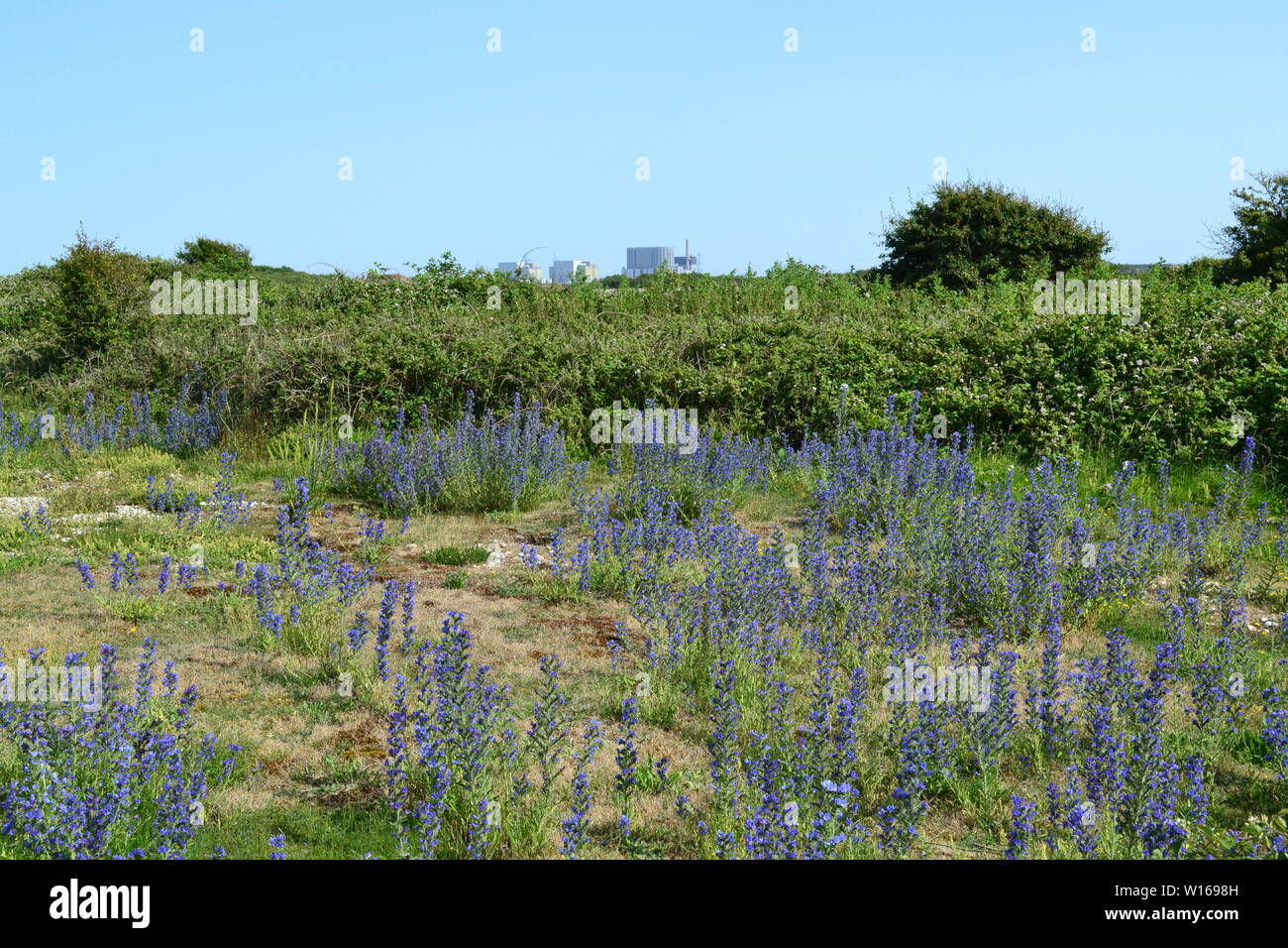 Anciens et nouveaux phares à Dungeness, Kent, fin juin sur une belle journée d'été avec de rewarewa de fleurs sauvages en pleine floraison. Banque D'Images