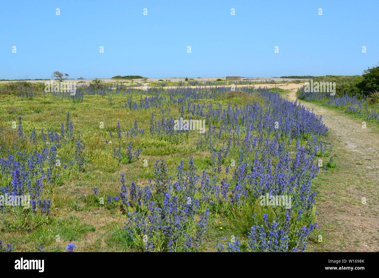 Anciens et nouveaux phares à Dungeness, Kent, fin juin sur une belle journée d'été avec de rewarewa de fleurs sauvages en pleine floraison. Banque D'Images