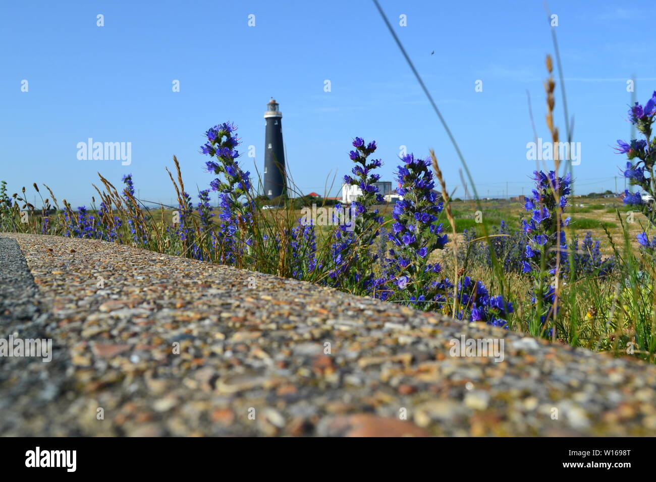 Anciens et nouveaux phares à Dungeness, Kent, fin juin sur une belle journée d'été avec de rewarewa de fleurs sauvages en pleine floraison. Banque D'Images