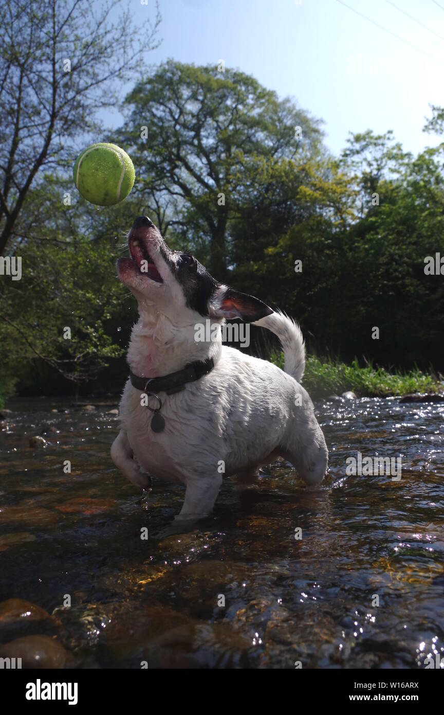 Jack Russell jouant dans river Banque D'Images