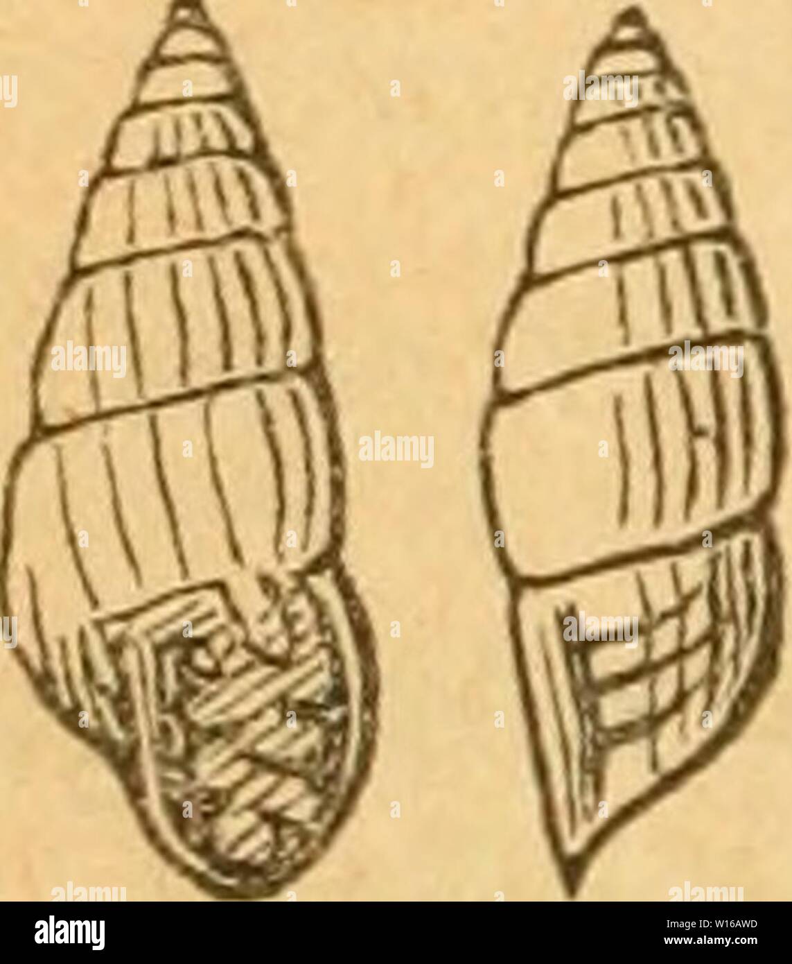 Image d'archive à partir de la page 243 de la Deutsche excursions-mollusken-faune (1884). Deutsche excursions-mollusken-faune . deutscheexcursio00cle Année : 1884 234 lieber sieht der Arten. 1. Gehäuse von hellbrauner Farbe, Umgänge 9. a. Gehäuse und grösser dicker, embouchure 8 faltig. T. frumentum. Drap. b. Gehäuse kleiner und dünner, embouchure 7 faltig. T. secale, drap. 2. Gehäuse von röthlichbrauner Farbe, Umgänge 7. T. avenacea, Brug. / 1. Torq21 J11a frumentiim, Draparnaud. Chrysalide frumentum, drap. bibliogr. p. 59 11 1805. - Hist. moll. p. 65 t. 3 fig, 51. 52. - - C. Pfeiffer, Naturg. I, p. 54 t. 3 fig. 13. - W Banque D'Images