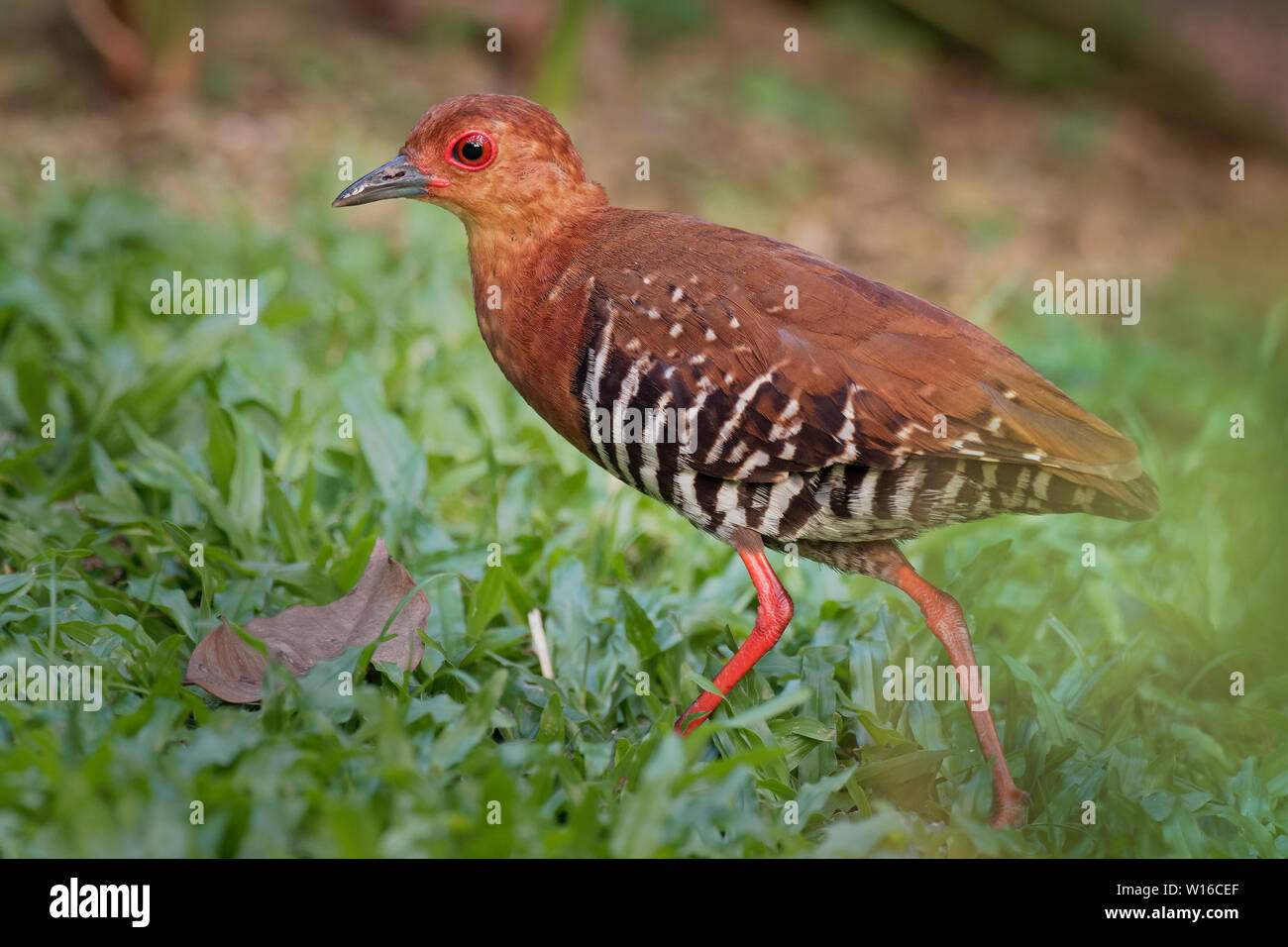 Red-legged Crake - Rallina fasciata est une dans le rail et d'oiseaux d'crake, famille des Rallidae, trouvés dans l'Inde, le Bangladesh, la Birmanie, la Thaïlande, le malais Peninsu Banque D'Images
