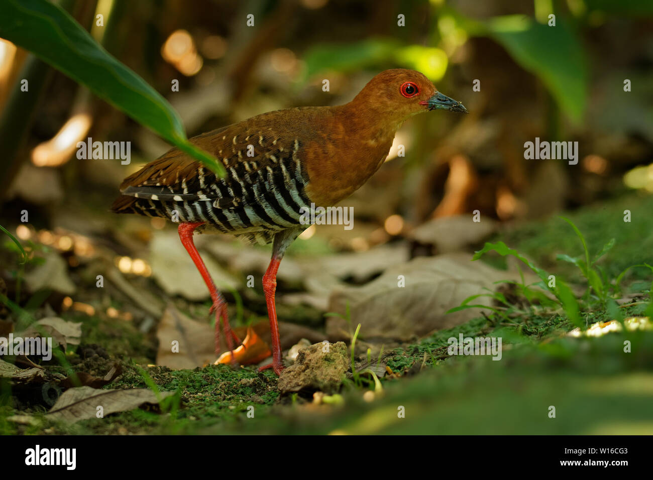 Red-legged Crake - Rallina fasciata est une dans le rail et d'oiseaux d'crake, famille des Rallidae, trouvés dans l'Inde, le Bangladesh, la Birmanie, la Thaïlande, le malais Peninsu Banque D'Images
