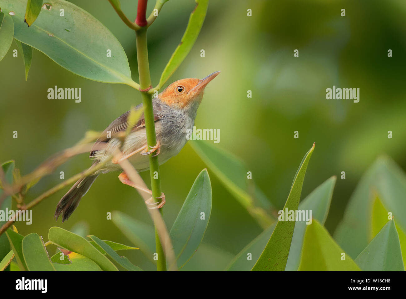 Cendré Tailorbird Orthotomus ruficeps - oiseau de la famille des Cisticolidae. Il est constaté au Brunei, Indonésie, Malaisie, Myanmar, Philippines, Singapour Banque D'Images