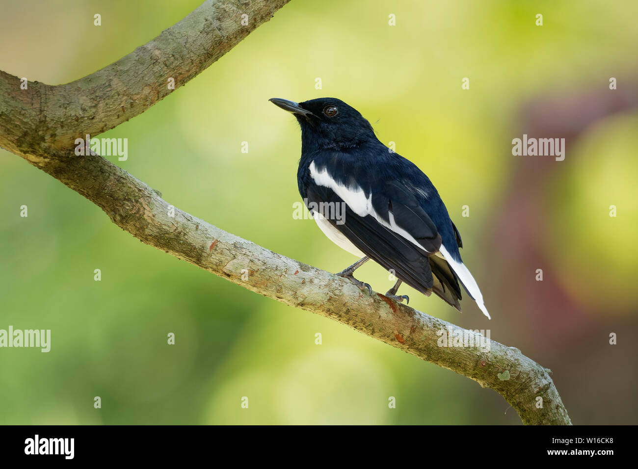 Héron goliath - Copsychus saularis oriental passereau qui était auparavant considérée comme un membre de la famille des Turdidae, mais maintenant estimé Banque D'Images