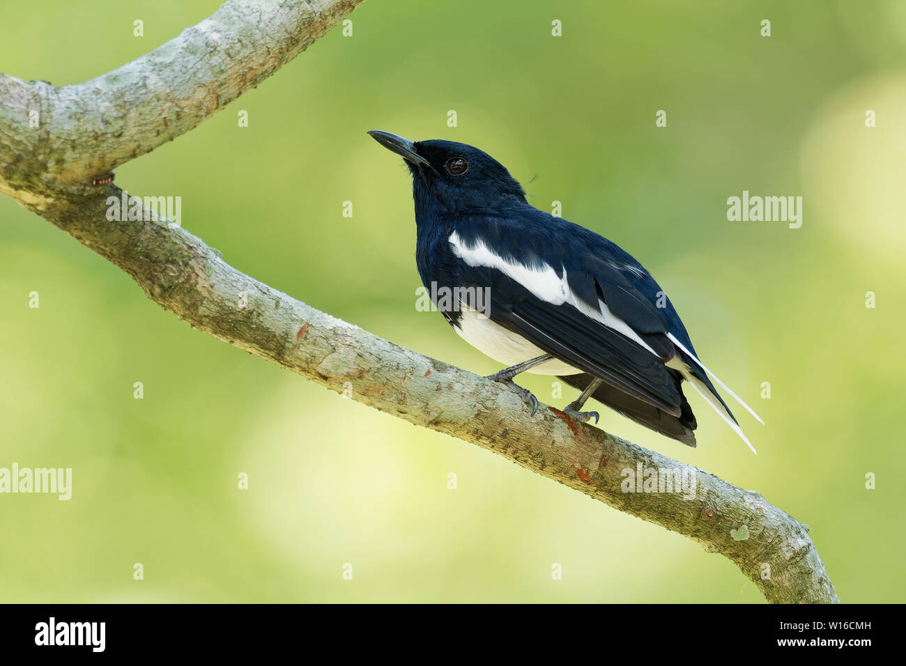 Héron goliath - Copsychus saularis oriental passereau qui était auparavant considérée comme un membre de la famille des Turdidae, mais maintenant estimé Banque D'Images