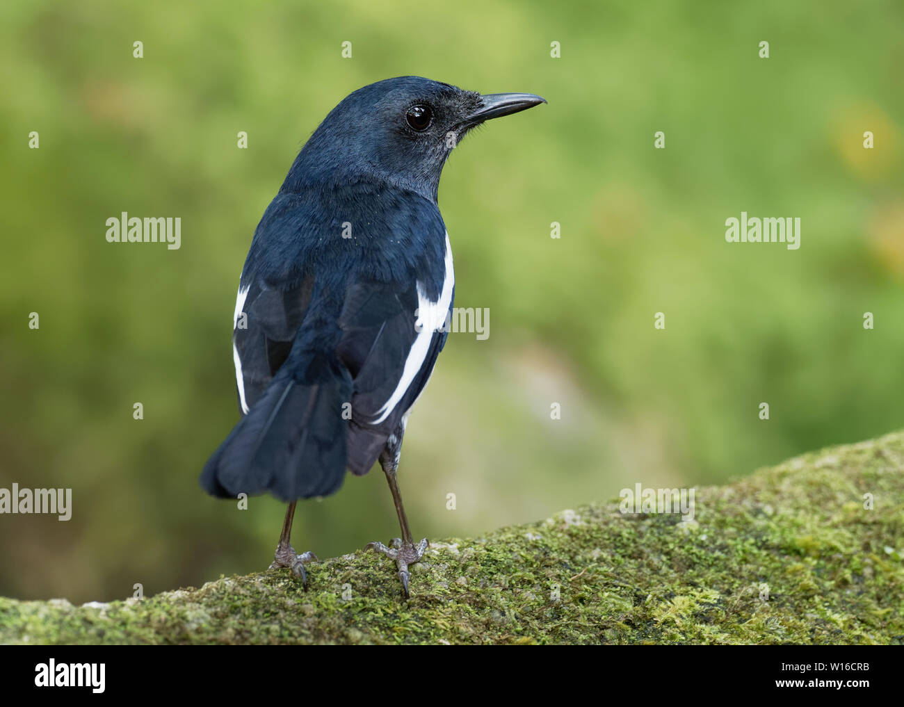 Héron goliath - Copsychus saularis oriental passereau qui était auparavant considérée comme un membre de la famille des Turdidae, mais maintenant estimé Banque D'Images