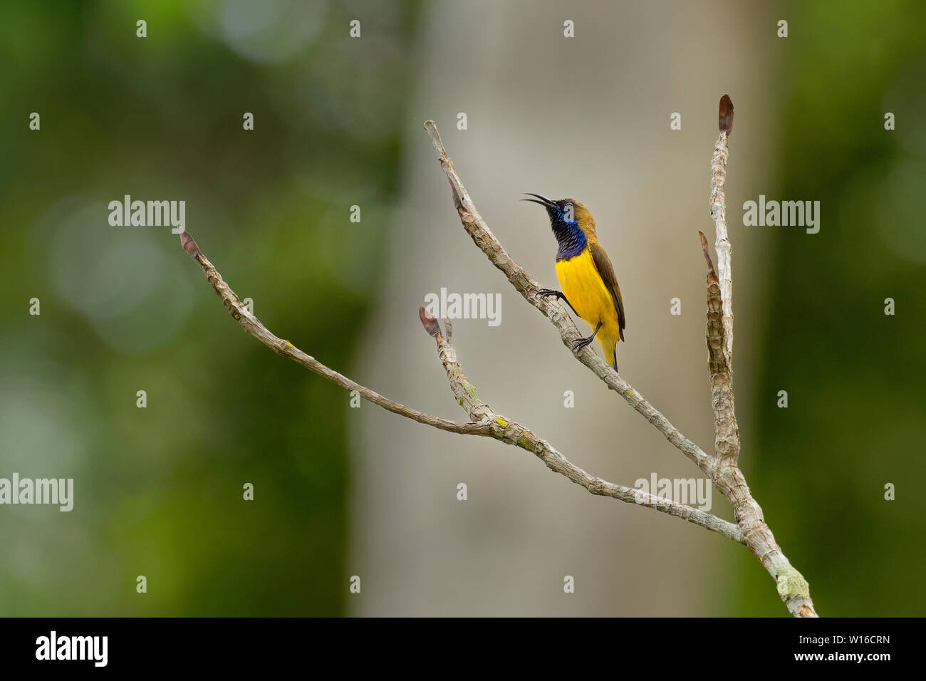 Souimanga à dos olive - Chalcomitra jugularis, également connu sous le nom de souimanga à ventre jaune, est une espèce de l'Extrême-Orient du sud de sunbird. Banque D'Images