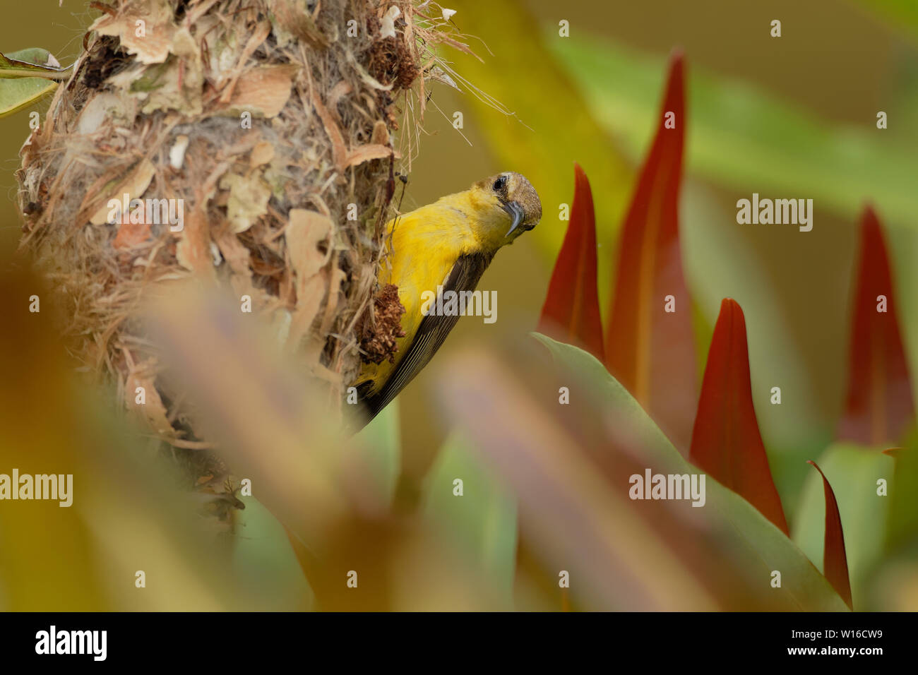 Souimanga à dos olive - Chalcomitra jugularis, également connu sous le nom de souimanga à ventre jaune, est une espèce de l'Extrême-Orient du sud de sunbird. Banque D'Images