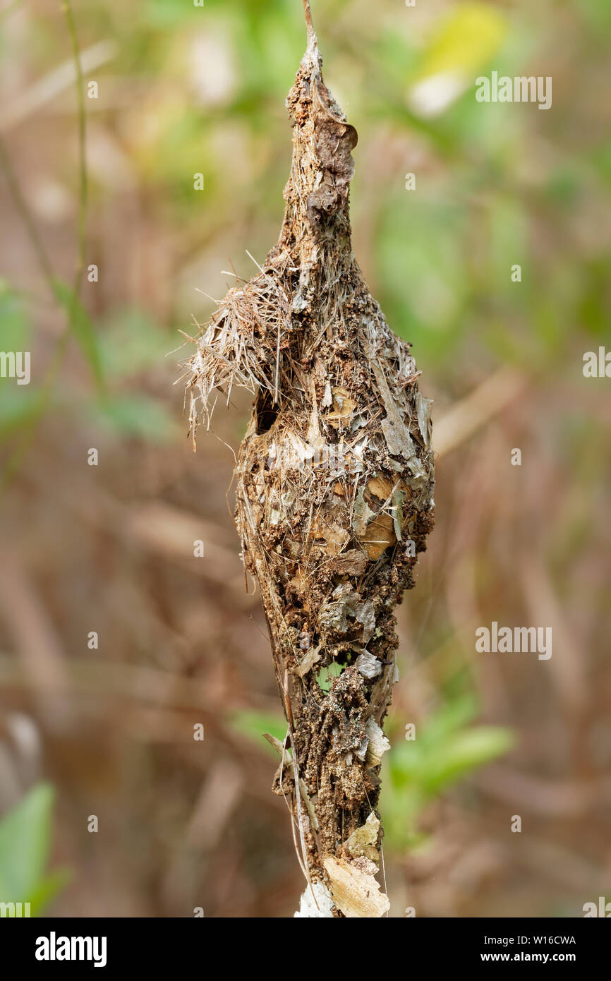 Souimanga à dos olive - Chalcomitra jugularis, également connu sous le nom de souimanga à ventre jaune, est une espèce de l'Extrême-Orient du sud de sunbird. Banque D'Images