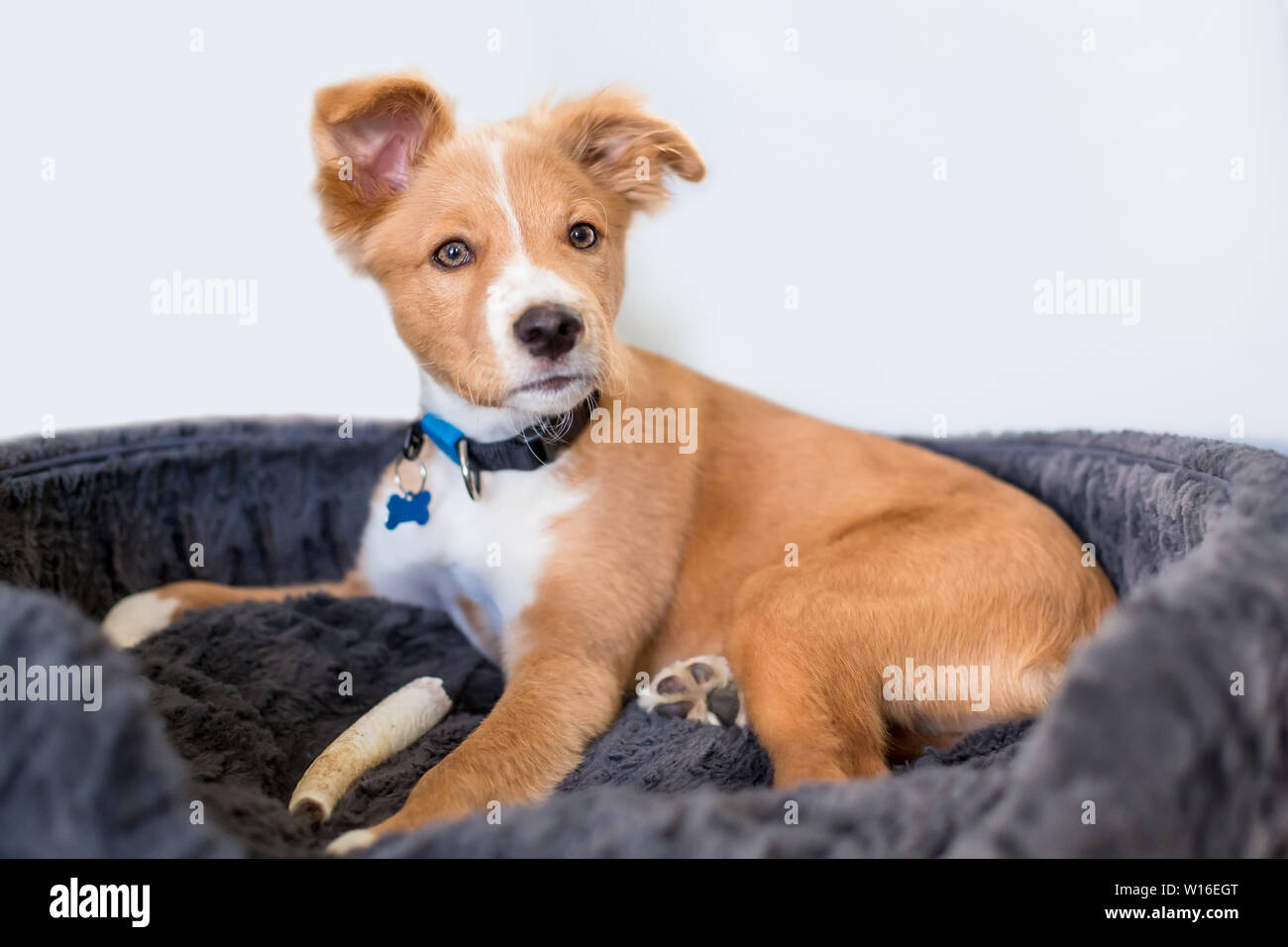 Un joli rouge et blanc mélangé breed puppy couché dans un lit de chien avec un os Banque D'Images