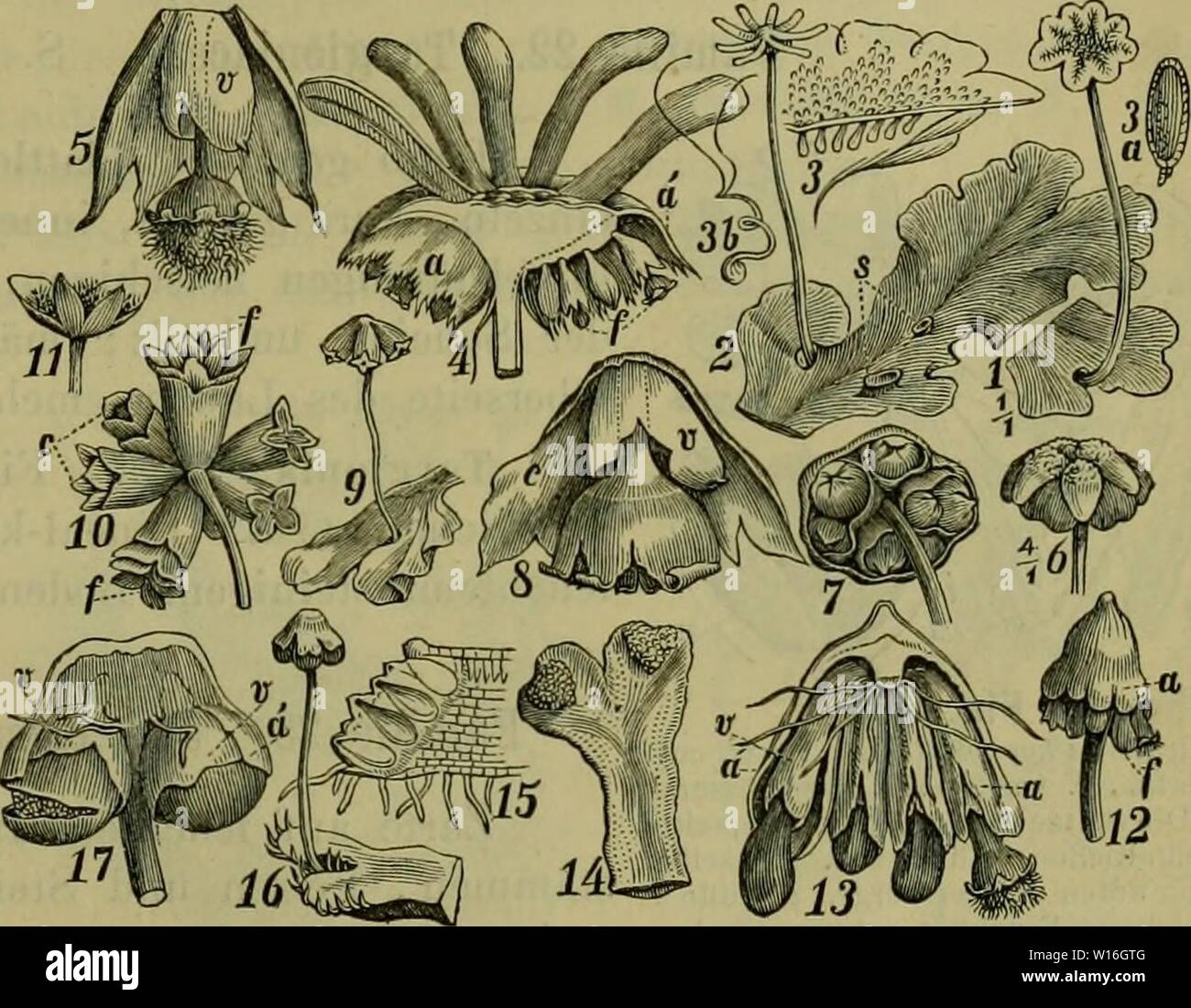 Ricciaceae Banque D Image Et Photos Alamy Ricciaceae Banque D Image Et Photos Alamy