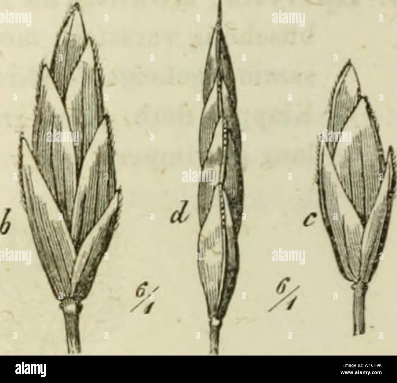 Image d'archive à partir de la page 289 de Deutschlands Gräser und zu. Getreidearten Banque D'Images