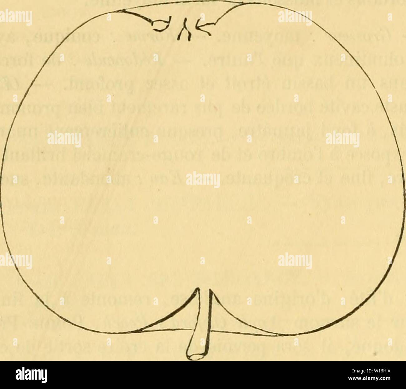Image d'archive à partir de la page 291 du Dictionnaire de mairie (Kiel), contenant l'histoire,. Dictionnaire de mairie (Kiel), contenant l'histoire, la description, la figure des fruits anciens et des fruits modernes les plus gÂnÂralement dictionnairedepo cultivÂs et connus .03lero Année : 1867 282 ÃCA âECU ioiplantÃ arquÃ, dans un vaste bassin. Â Åil : grand, mi-clos, Ã cavitÃ unie, grand niais, peu profonde. Â Peau : hachis, lisse, Ã fond jaune d'or, en grande partie lavÃe de rouge-brun clair et striÃe de carmin foncÃ, surtout à l'ensoleillement, puis finement Ãcarlate ponctuÃe de Pomme d'hiver. brun et de blanc. Â Banque D'Images