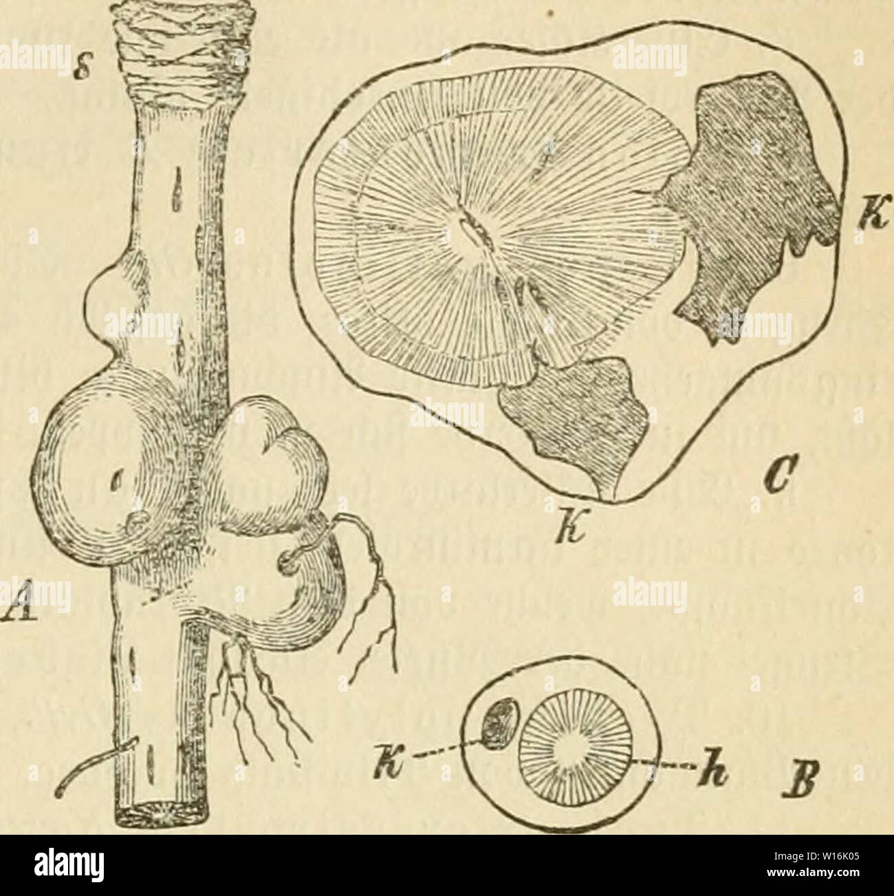Image d'archive à partir de la page 302 de Die frauenspezifische der Pflanzen, ein. Die frauenspezifische der Pflanzen, ein handbuch fur terre-und forstwirte, Gartner, gartenfreunde und botaniker . diekrankheitende03fran Année : 1895 13. Chapitre : lambris intérieur 289 bem parend)i)matifd eroebe rtng)en§ ßarafiten beii $um ein, rooburdö Sßerbitfung biefcr tefle une SBurjel bewirft wirb ber, iuel(f)e immer mer ju" nimmt. Sebe alle fit un§ nermertem ganj 3 Rinbenparend)l.)m'unb gebilbet runben im enthält einen Sentrum, öon ber Saroe eingenommenen oi)h raum. S gefamte arendji§)un)m ber alle jeigt Uturjell§ 3)al être§§ 3Rap. Un eine mit Banque D'Images