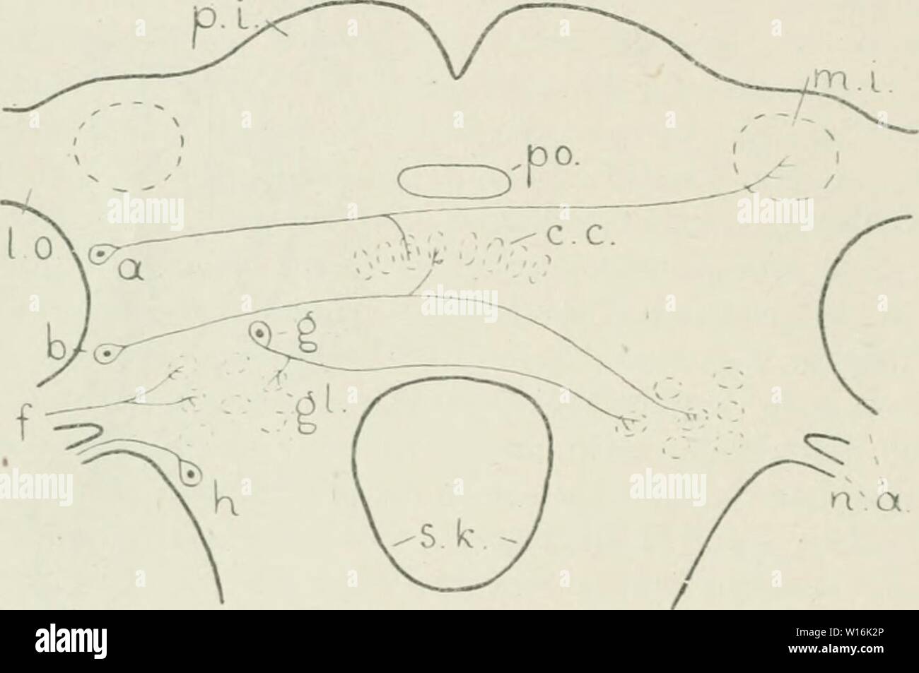 Image d'archive à partir de la page 303 de die im Leitungsbahnen Nervensystem der. Die im Leitungsbahnen wirbellosen Nervensystem der Tiere . dieleitungsbahne droouoft Année : 192000292 arthropodes, TRACHEATA. Die letzte hoclologische Arbeit Ã¼ber das Gehirn von Periplaneta orientalis ist wohl von Bretschneider (1914) verÃ¶ffentlicht worden. Leider hat er dabei keine spezifischen NervenfÃ¤rbungsmethoden sodaÃ angewandt, manche Bahnen unsicher, bheben stÃ¼tzen muÃte oder er sich auf die Mitteilungen anderer Autoren Ã¼ber andere Insekten. Bretschneider hat die mikroskopische Anatomie des Gehirns sehr gut beob Banque D'Images