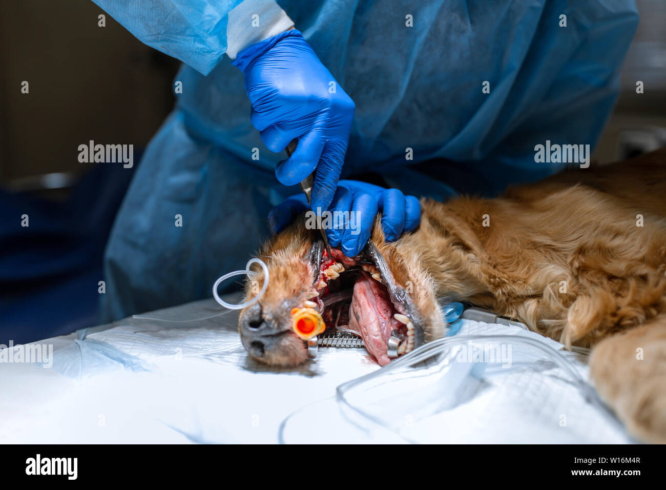 La dentisterie vétérinaire. Chirurgien dentiste vétérinaire traite et élimine les dents d'un chien sous l'anesthésie sur la table d'opération dans un vétérinaire clini Banque D'Images