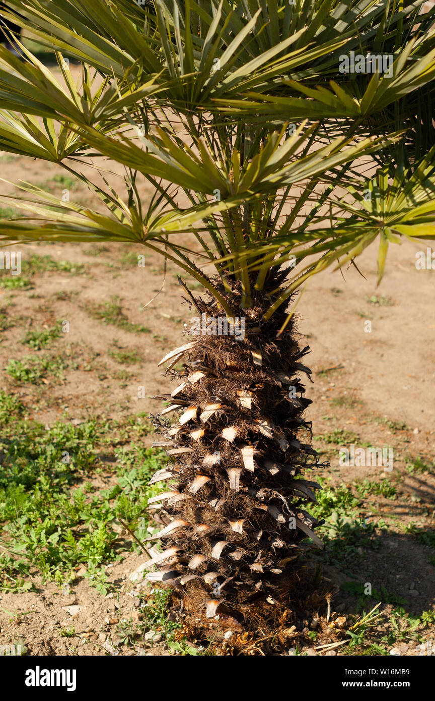 Bref petit palmier, tropical beach concept. Banque D'Images