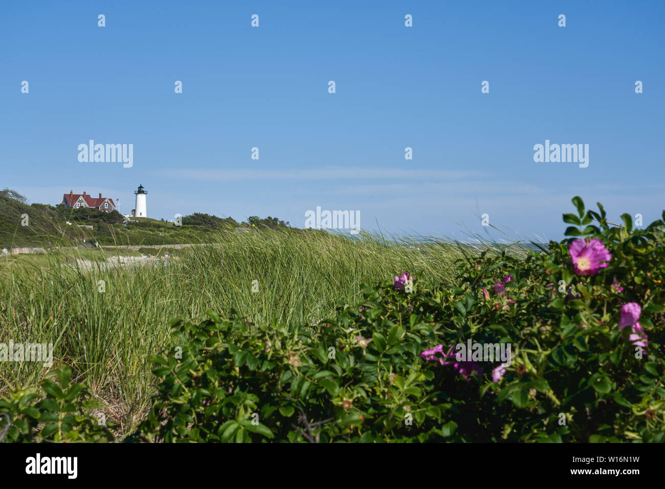 Vue sur le phare de lumière Nobska au-delà de la plage couverte de roses roses et d'herbes marines Banque D'Images
