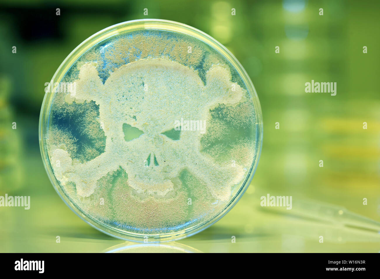 Pétri des bactéries en forme de tête de mort Banque D'Images
