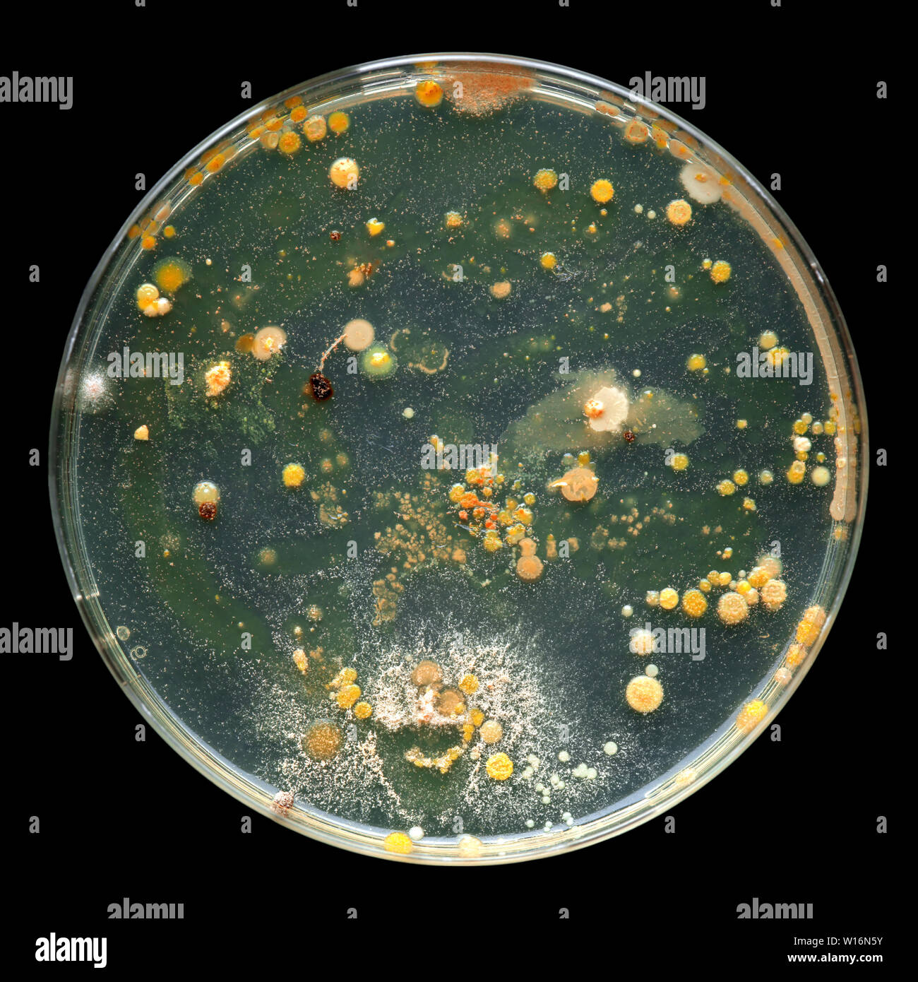 Pétri des bactéries Banque D'Images