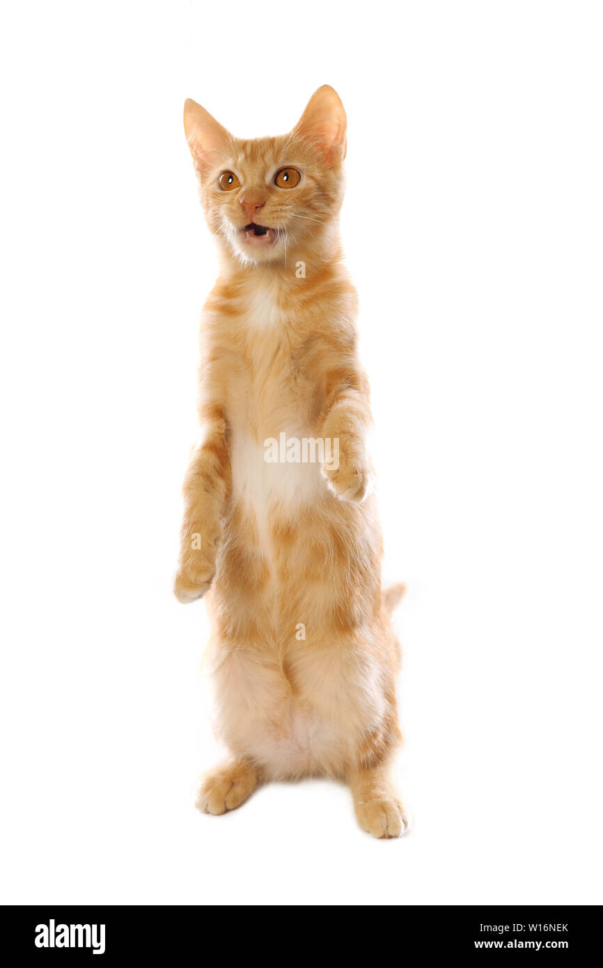 Mignon petit chaton tabby orange, isolé sur fond blanc Banque D'Images