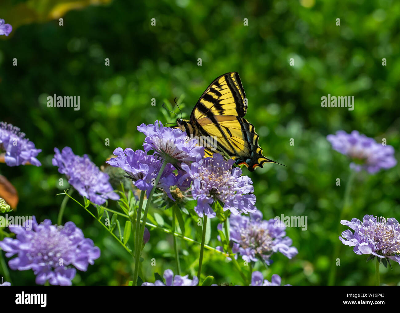 Papillon, tigre de l'Ouest Papilio rutulus) nectar sur les fleurs pourpre Pincushion (Scabiosa), vue ventrale avec proboscis visible. Banque D'Images