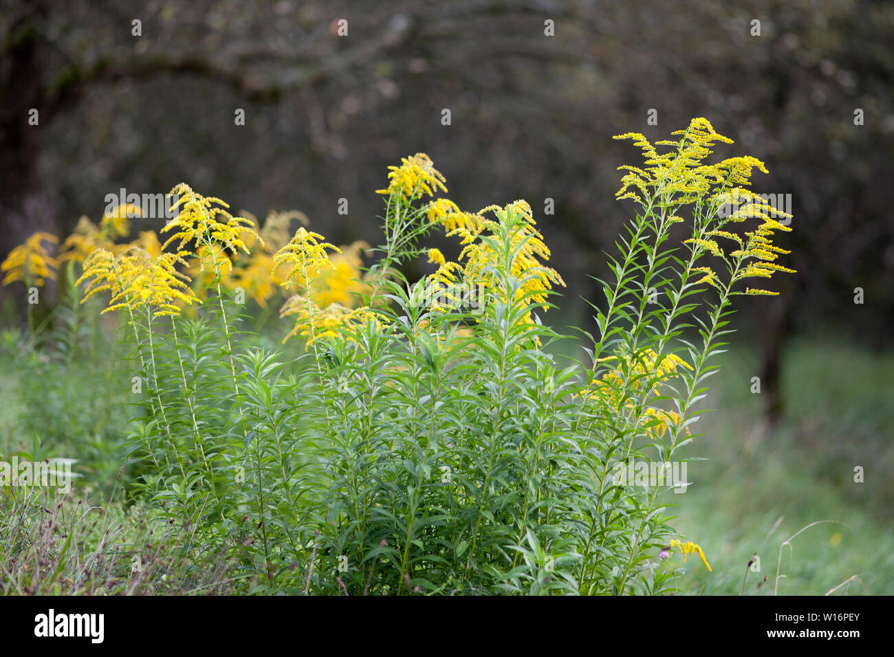 Solidago virgaurea verge d'usine Banque D'Images