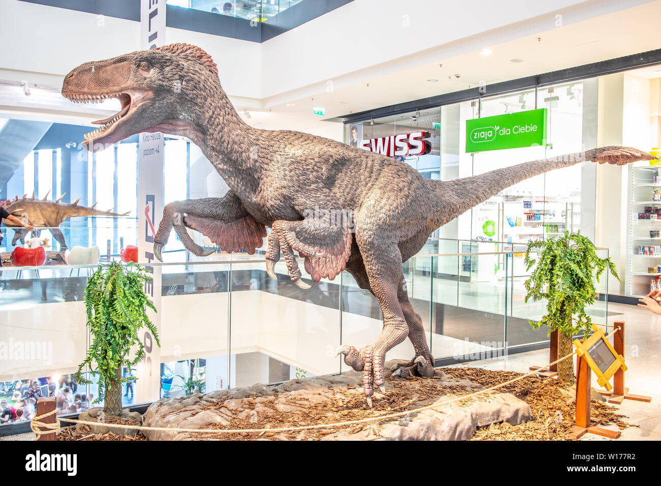 Lodz, Pologne, mai 2019 Utahraptor, shopping centre de divertissement, SUKCESJA dromaeosauridé théropode, Utahraptor, ostrommaysi Dromaeosauridae Banque D'Images