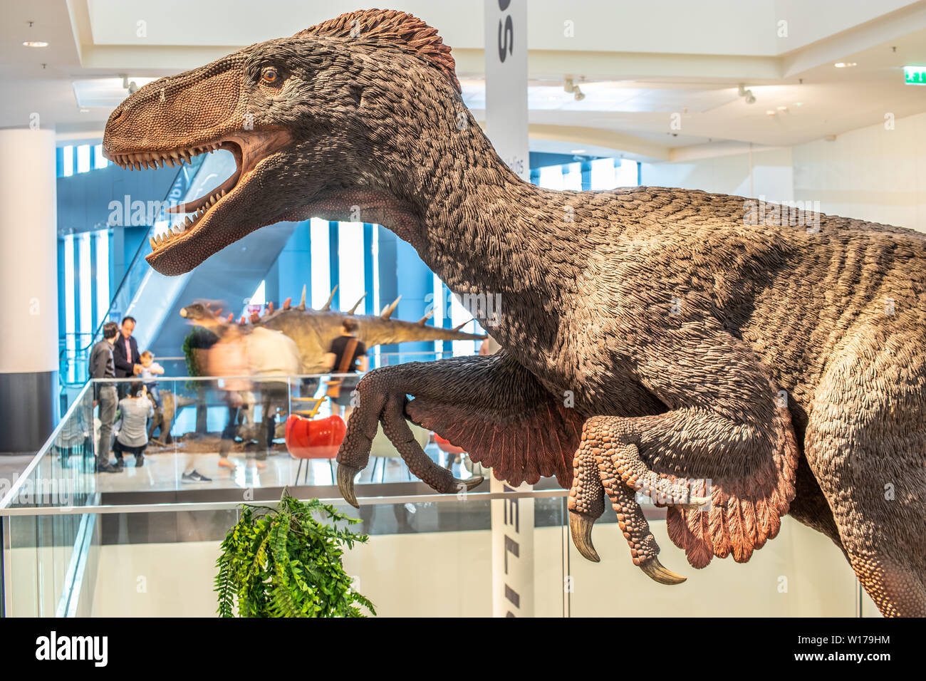 Lodz, Pologne, mai 2019 Utahraptor, shopping centre de divertissement, SUKCESJA dromaeosauridé théropode, Utahraptor, ostrommaysi Dromaeosauridae Banque D'Images