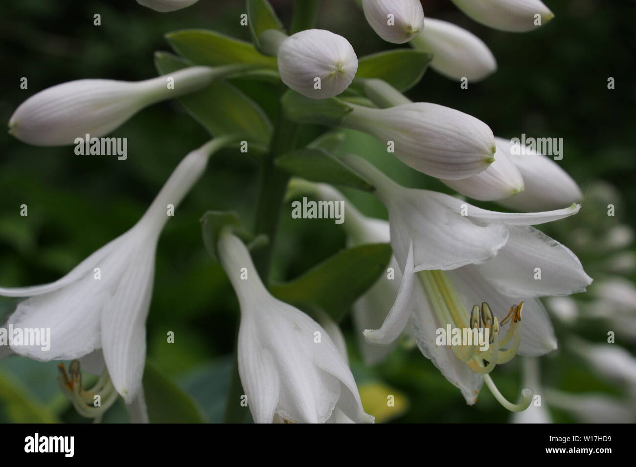 Hosta sieboldiana dans un jardin de Glebe, Ottawa, Ontario, Canada. Banque D'Images