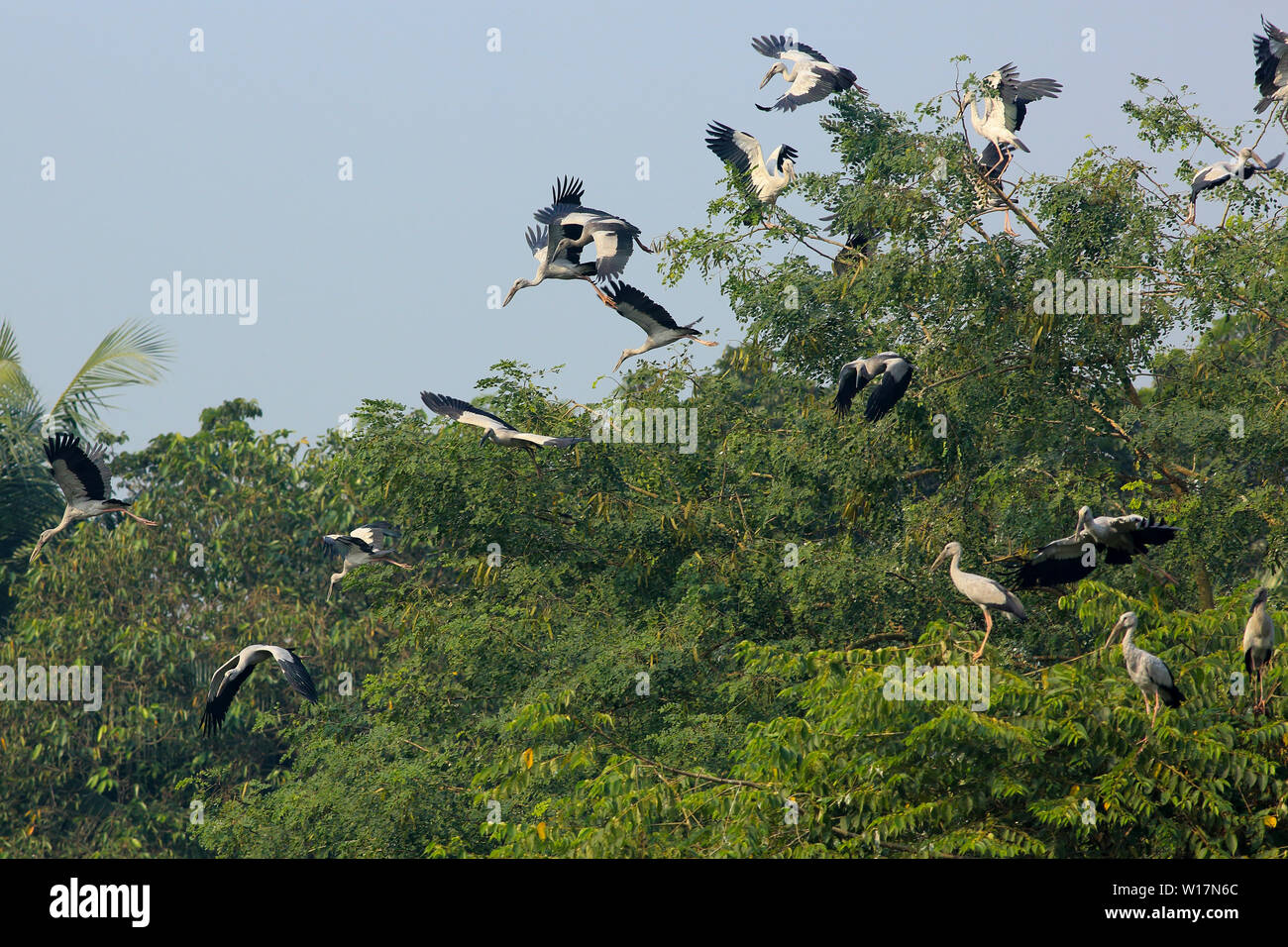 Asian Openbill localement appelé Shamukkhol sur l'arbre, à l'Université de Jahangirnagar, Dhaka, Bangladesh Banque D'Images