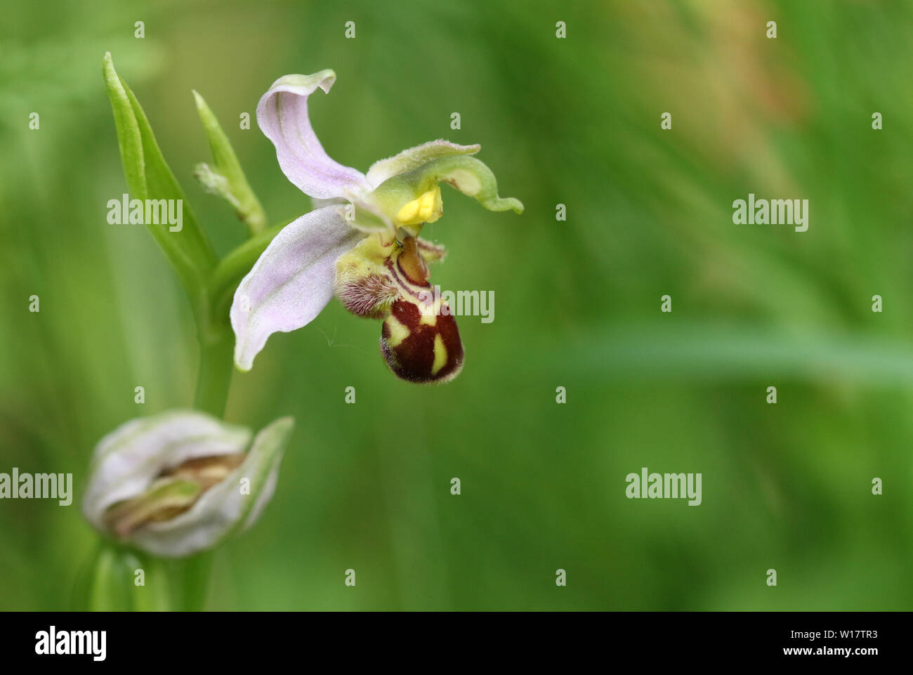 Une belle orchidée abeille, Ophrys apifera, dans un pré en pleine croissance au Royaume-Uni. Banque D'Images