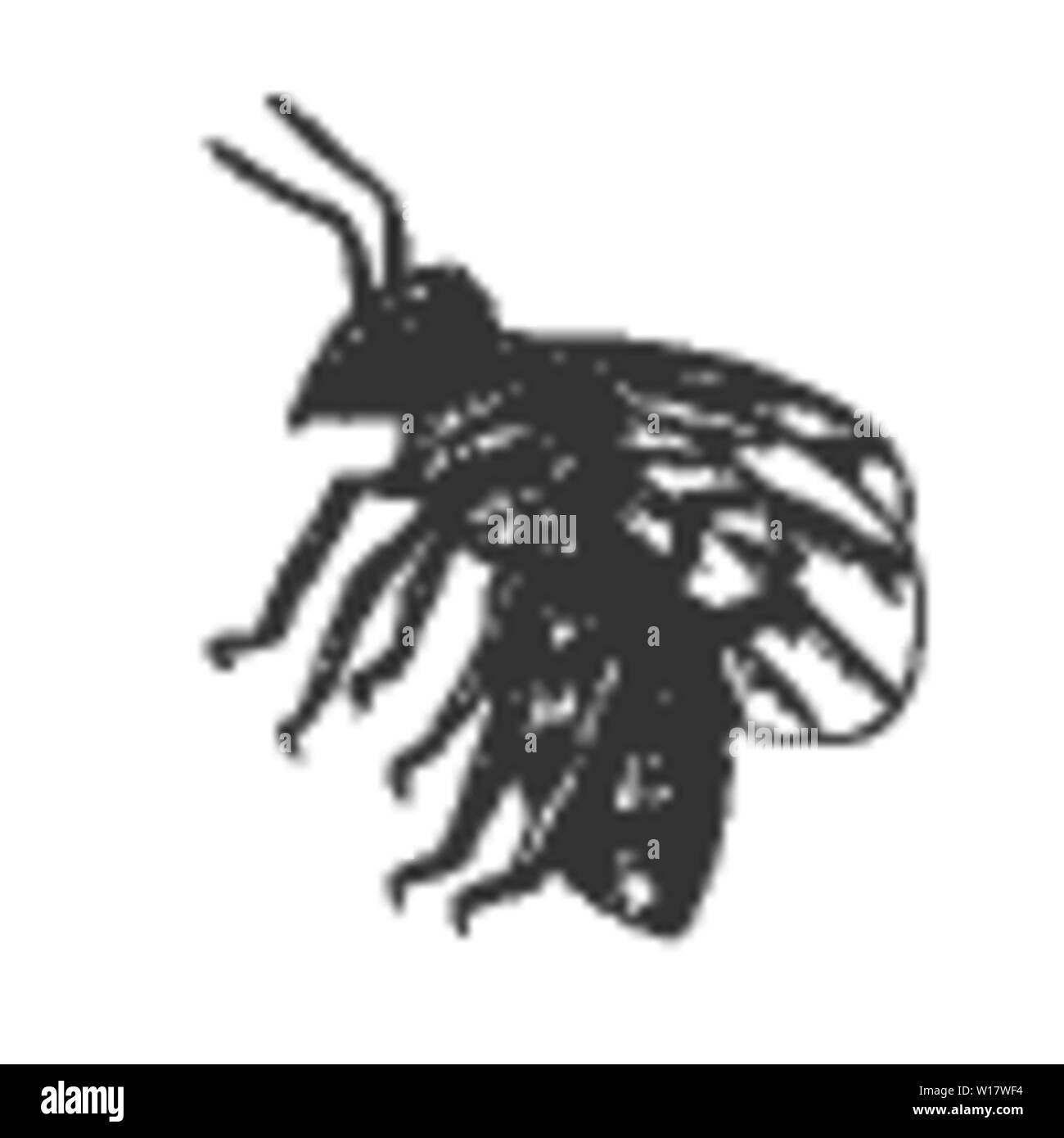 Abeille insecte volant à rayures côté animal vecteur Vue Illustration de Vecteur