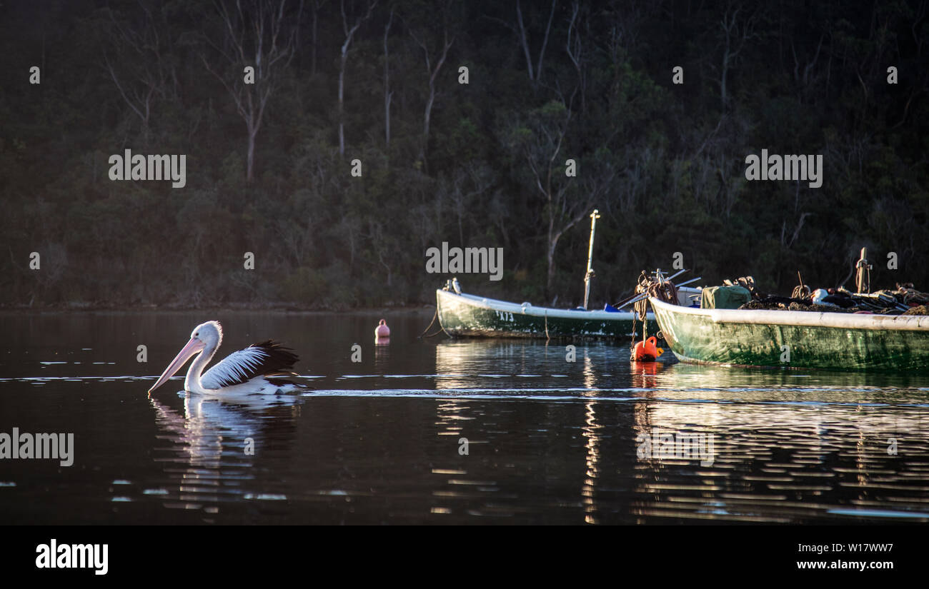 Scènes de Pelican. Les pélicans australiens dans leur habitat naturel. Banque D'Images