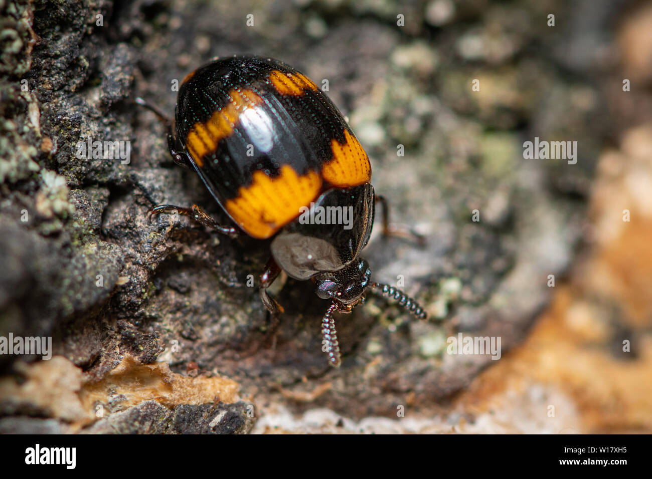 Un Diaperis boleti Darkling beetle (, Tenebrionidae) sur un arbre avec des champignons Banque D'Images