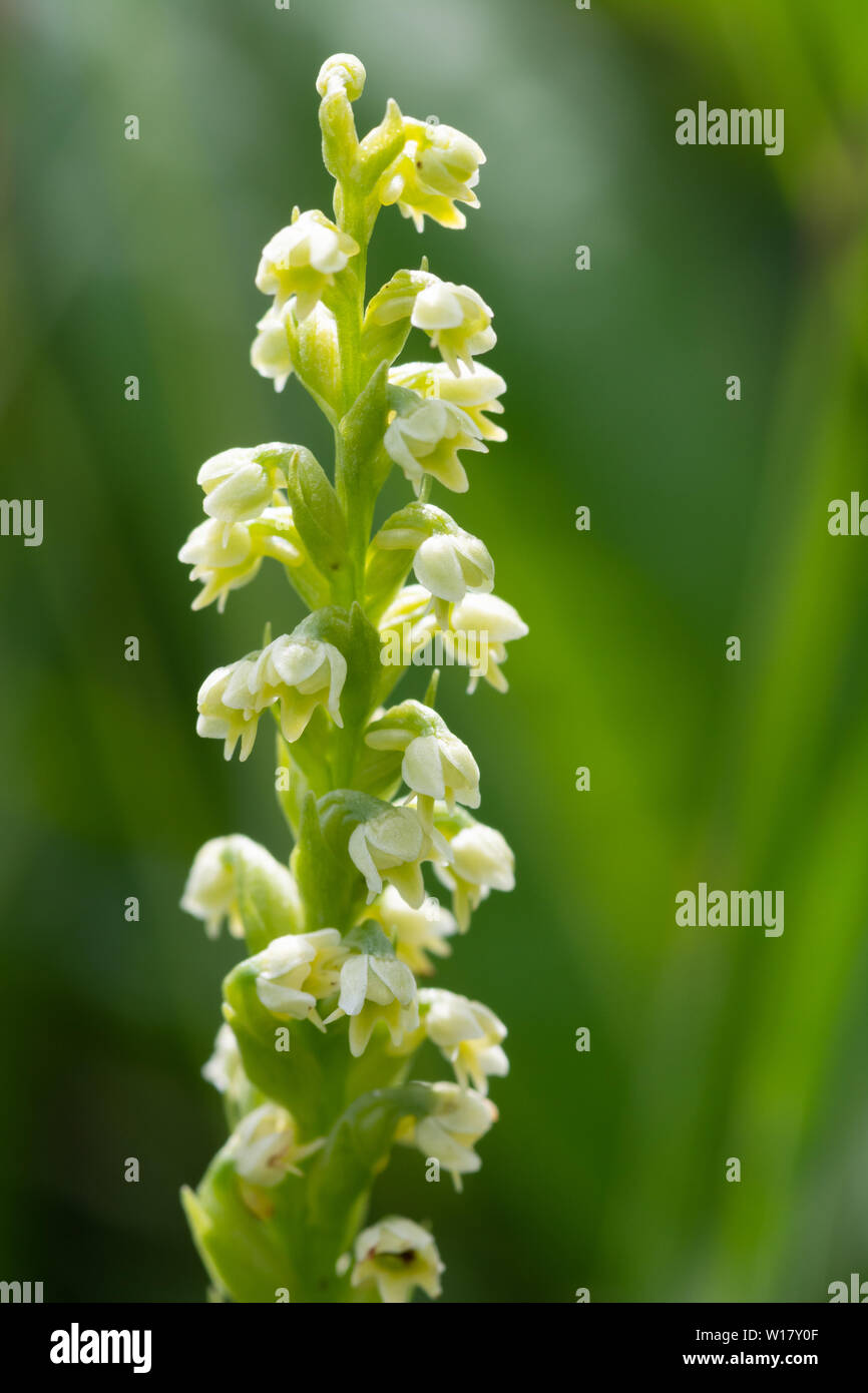 Petite orchidée blanche, Pseudorchis albida Banque D'Images