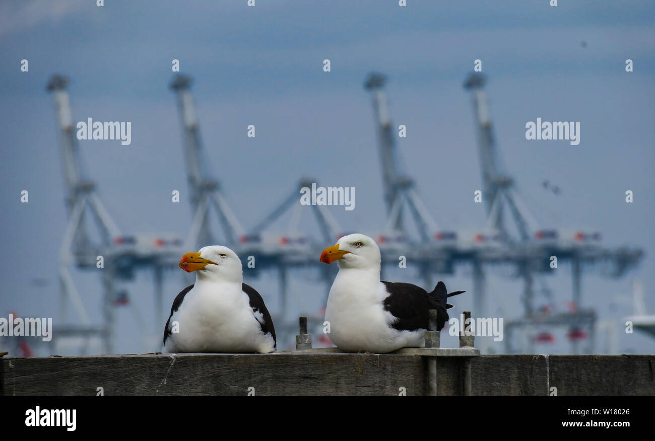 Les oiseaux de Melbourne. Deux oiseaux s'asseoir en face de grues industrielles sur Melbourne's waterfront.Deux oiseaux Banque D'Images