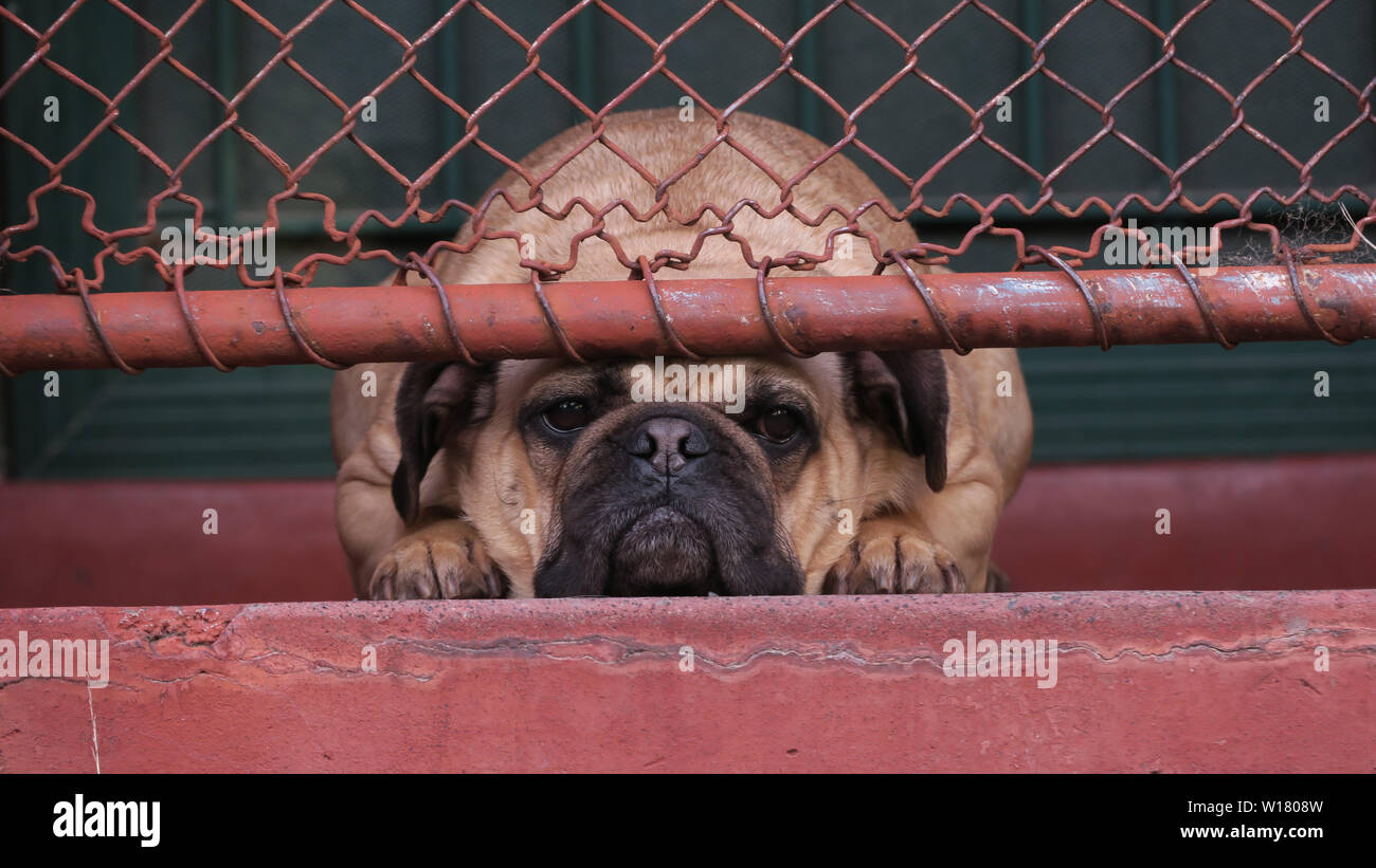 Chiens de Melbourne, Australie. Une triste chien pug se trouve derrière une barrière verrouillée dans la banlieue de Melbourne. Banque D'Images